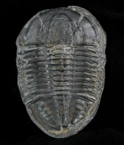 Large Asaphiscus Trilobite On Calcite Wafer #32759